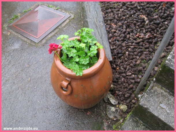 nattegeranium