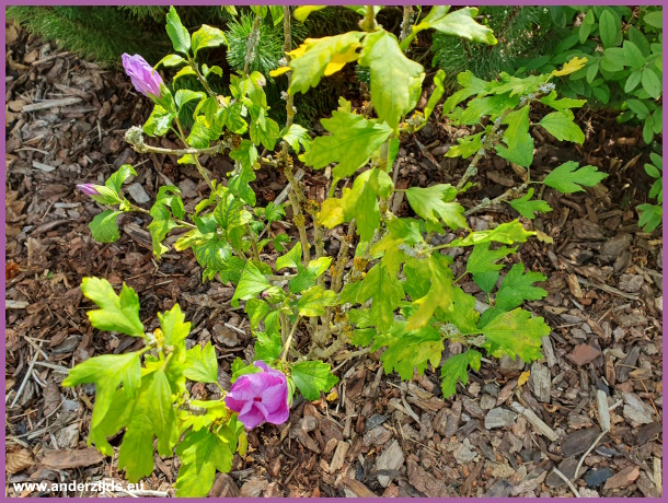 hibiscus