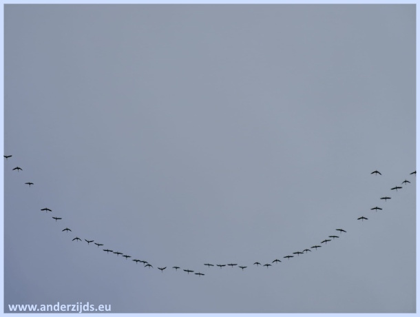 kraanvogels