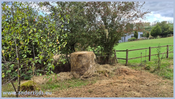 schimmel